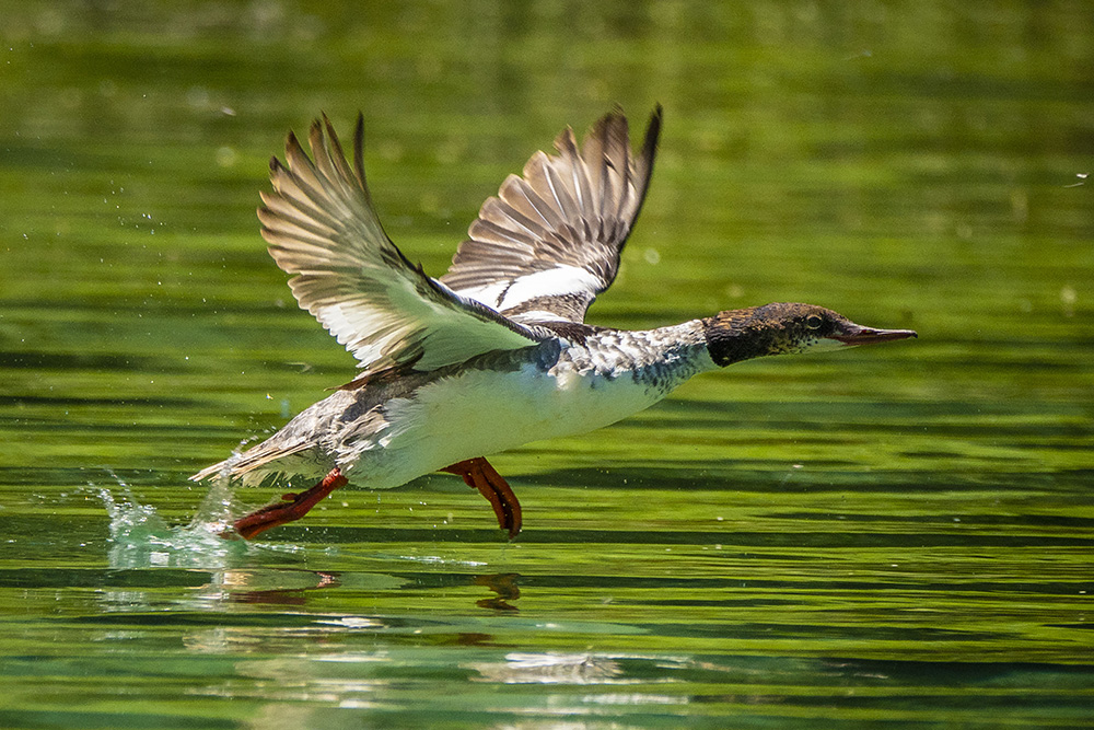 Bird Wildlife