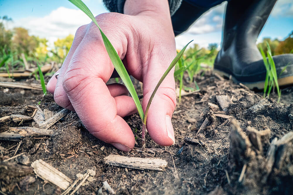 close-up of hand grasping a young plant