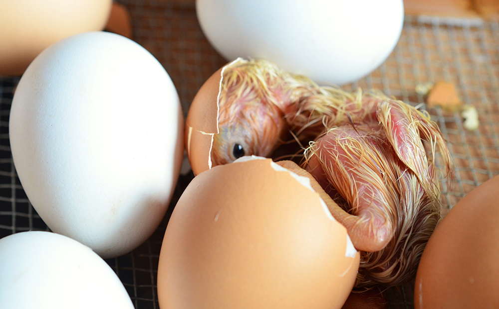 Fertile hatching egg -  Canada