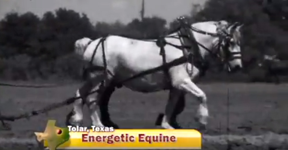 Energetic Equine