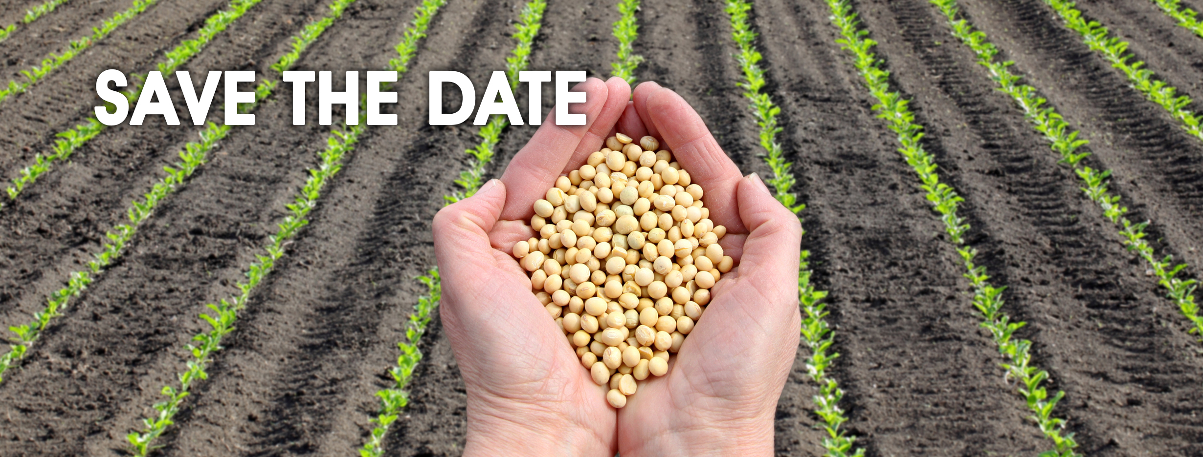 Farm field hopsing soybeans in hands